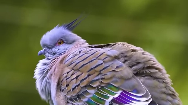 The Crested Pigeon has distinctive green and purple wings and a Mohawk-like crest.
