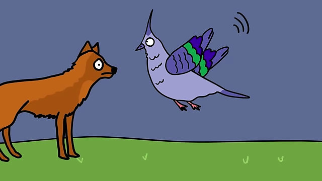 When escaping a predator, the Crested Pigeon rapidly flaps its wings, generating a quick succession of high and low notes as a warning signal.