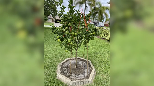 Small mandarin tree with many green fruits