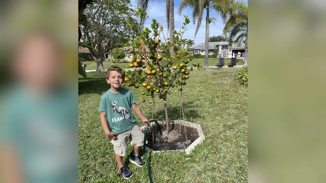 Young boy next to the mandarin tree, which is supported by stakes