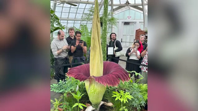 Amorphophallus titanum, also known as the corpse flower, in bloom with people photographing it