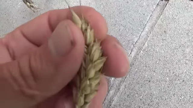 古代小麦品种