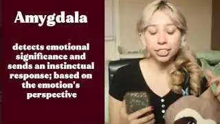The Amygdala detects emotional significance and sends an instinctual response based on the emotion's perspective