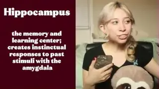 The Hippocampus is the memory and learning center, creating instinctual responses to past stimuli with the amygdala