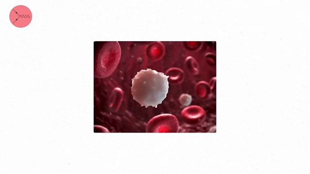Microscopic view of red and white blood cells