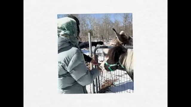 A person feeding a mini horse at a farm.