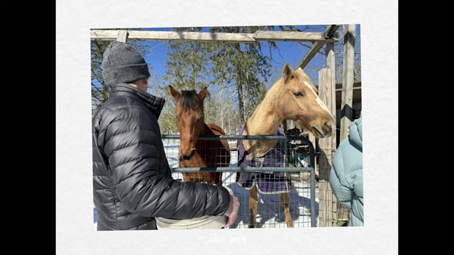 People feeding horses in a snowy enclosure.