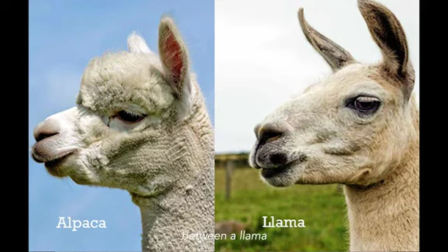 A comparison highlighting the facial differences between an alpaca and a llama.