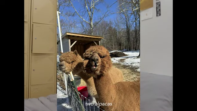 Ezra and Pedro, the two alpacas on the farm.