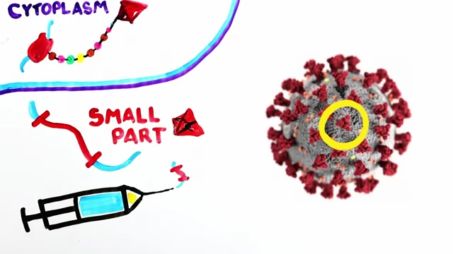 A diagram illustrating the mechanism of mRNA vaccines, showing how injected mRNA enters the cell cytoplasm, ribosomes produce spike proteins, and these proteins are presented on the cell membrane to trigger an immune response.