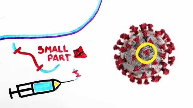 An illustration showing a syringe injecting mRNA coding for a small part of the SARS-CoV-2 virus (specifically the spike protein).