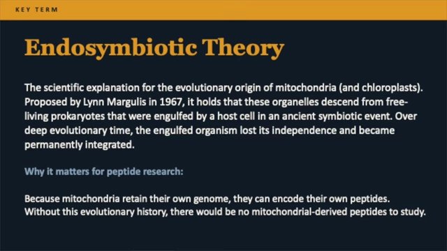 Explanation of the Endosymbiotic Theory for mitochondrial origin.