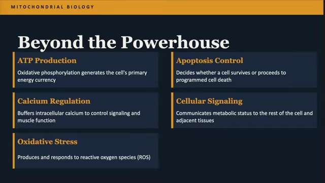Mitochondria's diverse roles beyond ATP production.