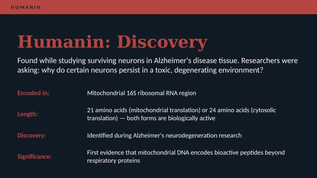 Details of Humanin's discovery during Alzheimer's research.