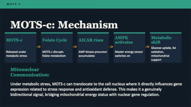 Diagram illustrating the MOTS-c mechanism and mitonuclear communication.