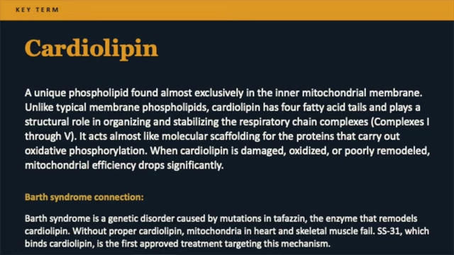 Cardiolipin's critical structural role in the inner mitochondrial membrane.