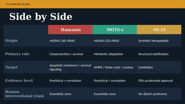 A comparative overview of Humanin, MOTS-c, and SS-31.