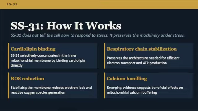 How SS-31 works by stabilizing mitochondrial machinery.