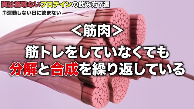 筋肉は筋トレをしていない日でも分解と合成を繰り返している