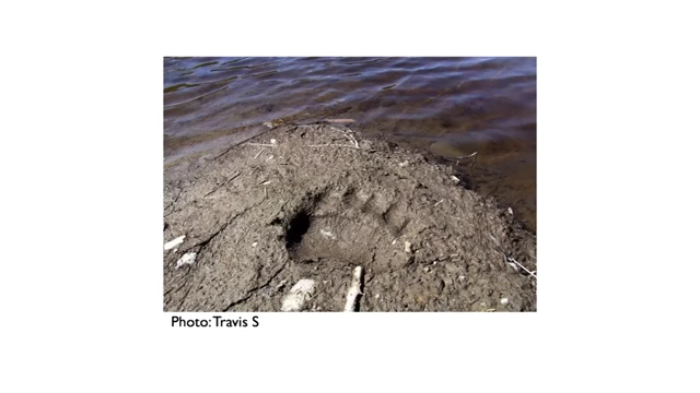 A bear footprint in the mud by a river