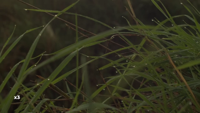 Pyxis 12K Cropping Capability (3x Zoom)