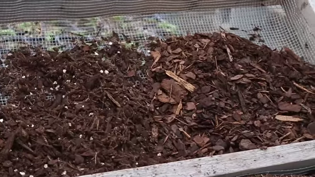 筛出的粗粒介质与商业兰花土的对比