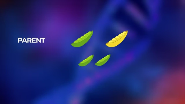 Mendel's pea plant experiment demonstrating trait inheritance