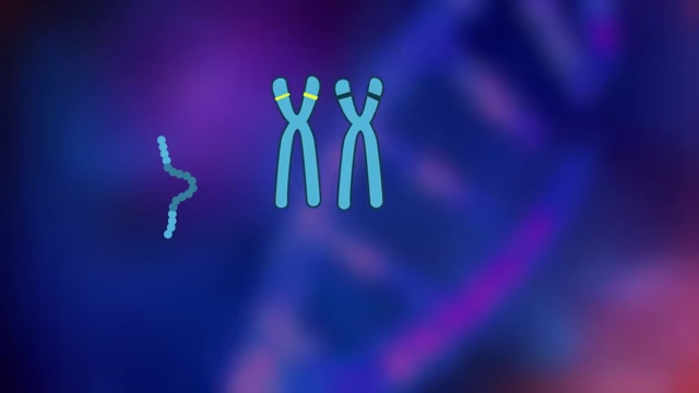 Representation of chromosomes with both healthy and mutant Huntington genes