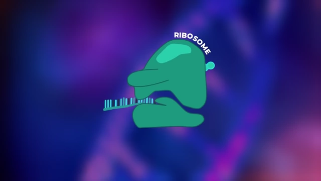 A ribosome, the cell's protein-making factory