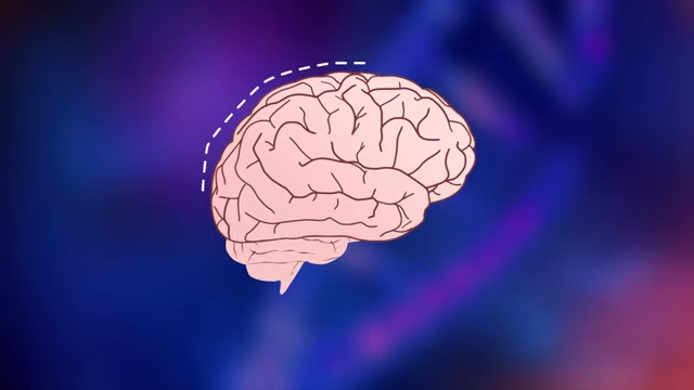 The blood-brain barrier protecting the brain from external substances