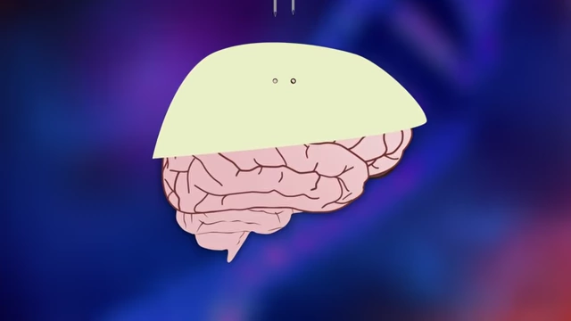 Diagram showing neurosurgical openings in the skull for gene therapy delivery