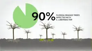 Impact of Citrus Greening on Orange Trees