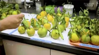 Oranges affected by Citrus Greening