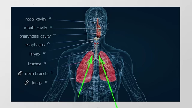 A human respiratory system diagram highlighting the lungs, trachea, and larynx for vocalization.