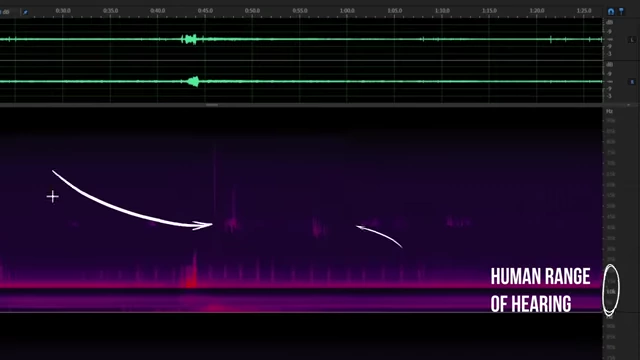 A spectrogram displaying sounds across different frequency ranges, highlighting those audible to humans versus ultrasonic sounds like bat echolocation.