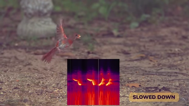A spectrogram illustrating the wide frequency range and repetitive sweeps of a Northern Cardinal's song when slowed down.
