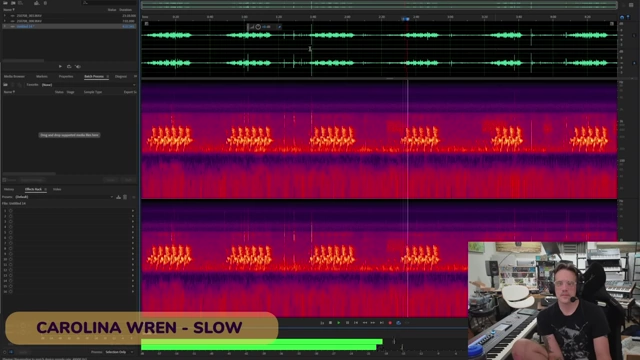 A spectrogram illustrating the real-time and slowed-down sounds of a Carolina Wren, highlighting its complex vocalizations.