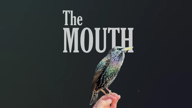 The European Starling "The Mouth", identifying the subject of the experiment.