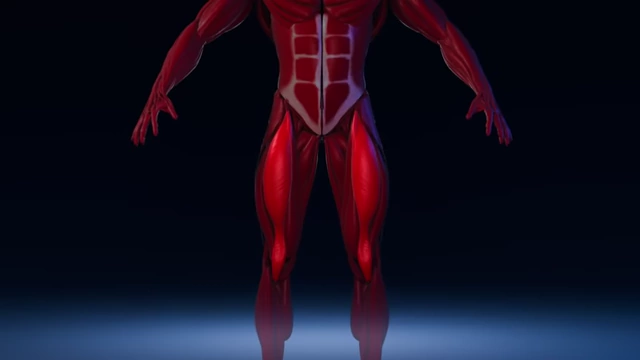 Diagram highlighting the rectus femoris muscle, not fully targeted by squats/lunges.