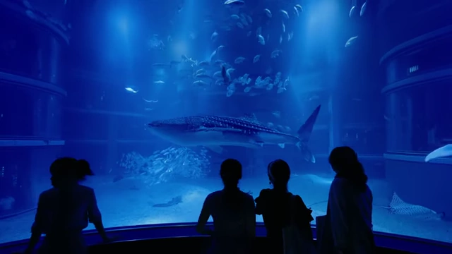 Spectators observing marine life, including a large whale shark, in the massive main tank at Kaiyukan Aquarium.