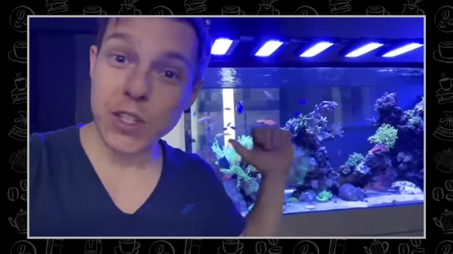 Graham Stephan stands in front of a vibrant aquarium, a significant personal purchase.
