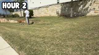 Milo, the dog, walking ahead of the presenter on a sidewalk, with the text "HOUR 2" overlaid.