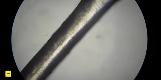 Microscopic view of a human hair, used to illustrate the scale difference with nanometer-sized transistors