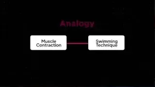 Creating an analogy between muscle contraction and swimming technique