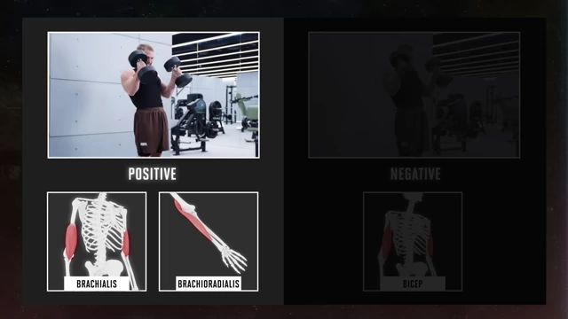 Anatomy graphic showing brachialis and brachioradialis activation during the positive (hammer grip) phase