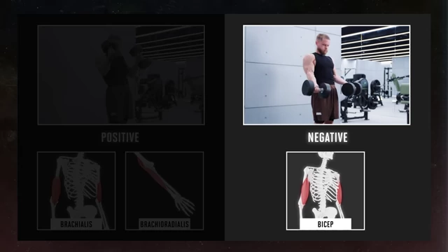 Anatomy graphic highlighting bicep activation during the negative (supinated grip) phase
