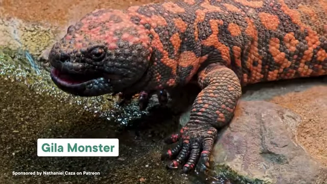 A Gila Monster, whose saliva contained a molecule that inspired the development of the first GLP-1 drug, Exenatide.