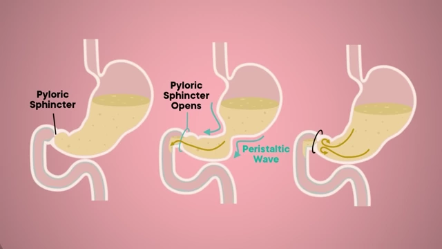 A diagram illustrating the pyloric sphincter opening and peristaltic waves in the stomach, which are affected by semaglutide.