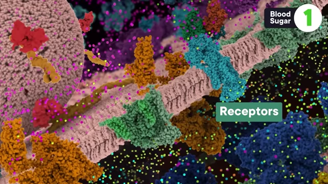 Diagram illustrating various receptors on a cell membrane