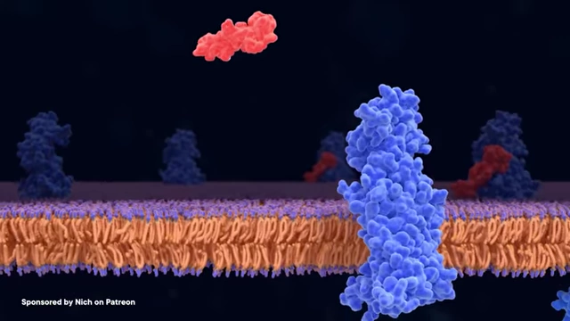 Signaling molecules (red) binding to cell receptors (blue) on a cell membrane